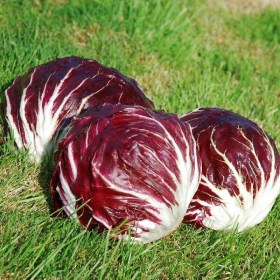 Radicchio  Palla Rossa - Igazi saláta különlegességek az Egzotikus Növények Stúdiója kínálatából